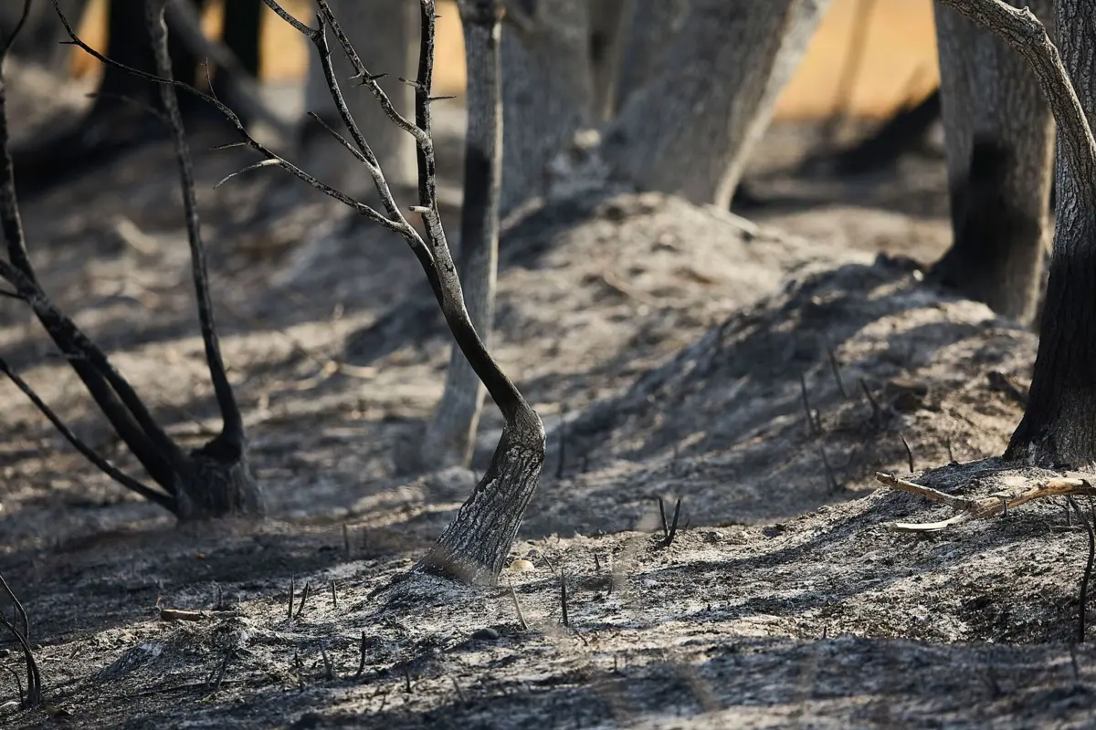 Os incêndios em Espanha este ano queimaram já 343 mil hectares