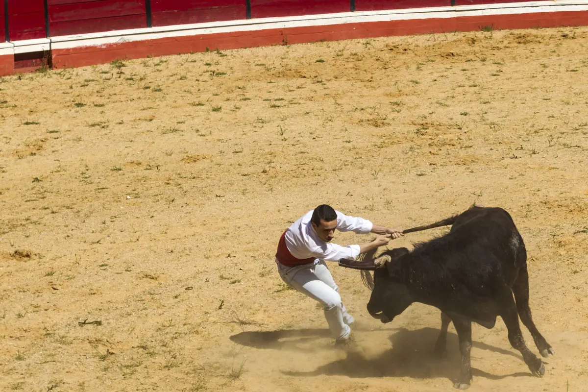 Imagem de contexto do artigo Câmara de Vila do Conde está “a avaliar” realização da garraiada de Rio Mau