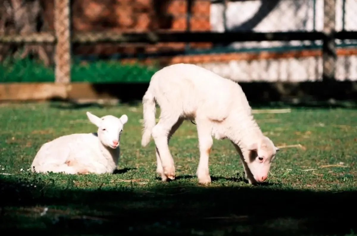 Quinta Pedagógica dos Olivas tem mais de 80 animais