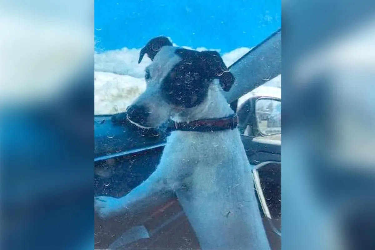 Cadela tinha perdido metade do peso quando foi encontrada