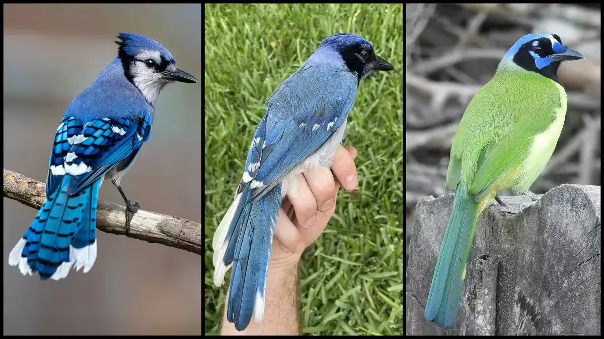 A nova espécie de gaio, ao centro, resulta do acasalamento entre um gaio-verde e um gaio-azul