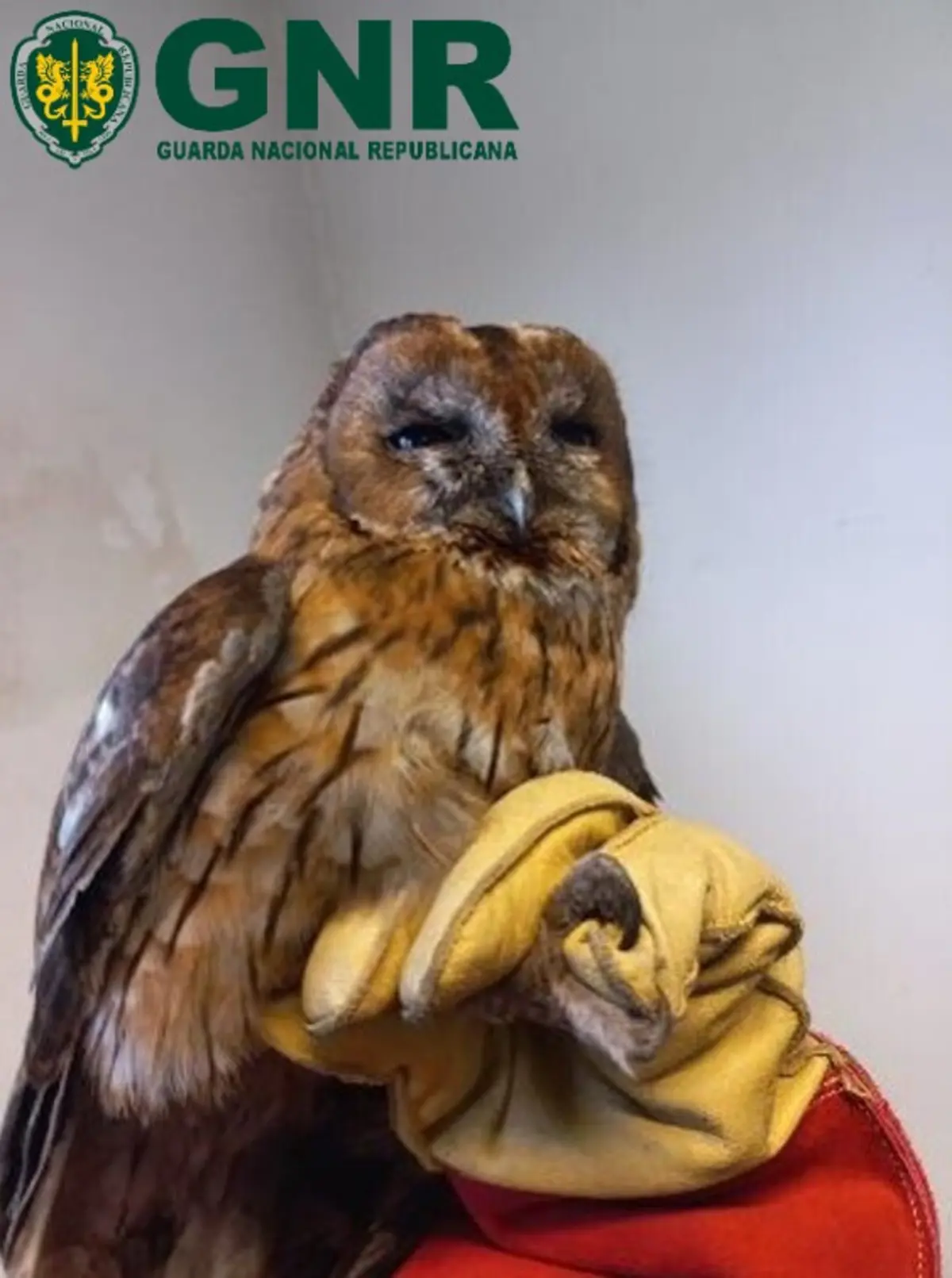 A ave não se encontrava ferida, mas por precaução foi transportada para o Centro de Ecologia, Recuperação e Vigilância de Animais Selvagens