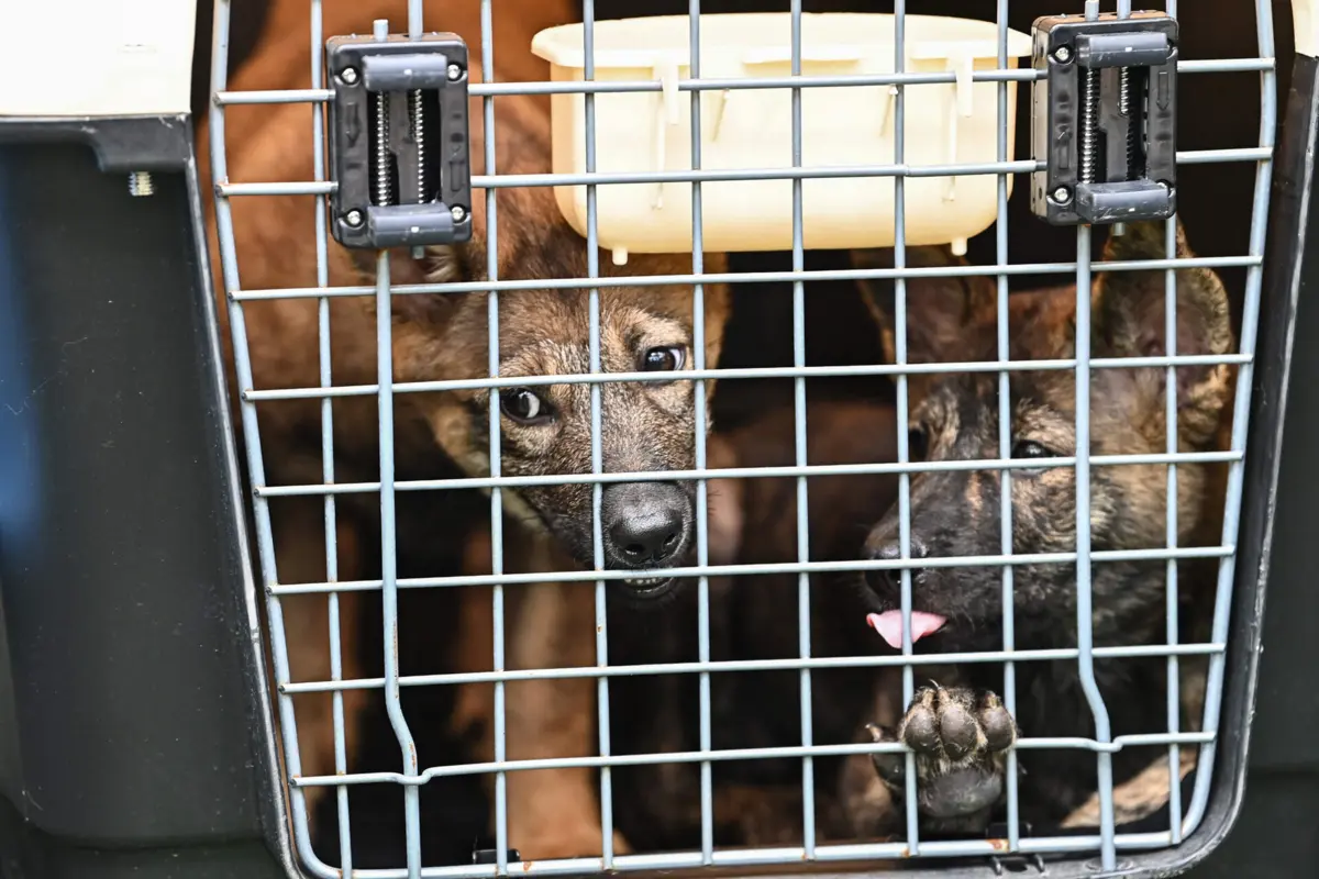 Imagem de contexto do artigo Coreia do Sul proíbe consumo de carne de cão a partir de 2027