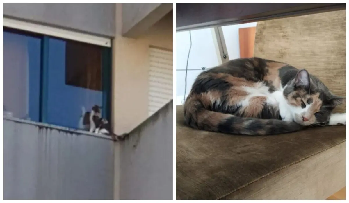 Segundo o coletivo, "o animal estava dias e noites, de verão e de inverno, trancado na varanda"