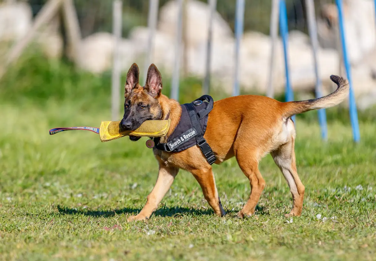 O Grupo Operacional Cinotécnico é uma das subunidades operacionais da Unidade Especial de Polícia
