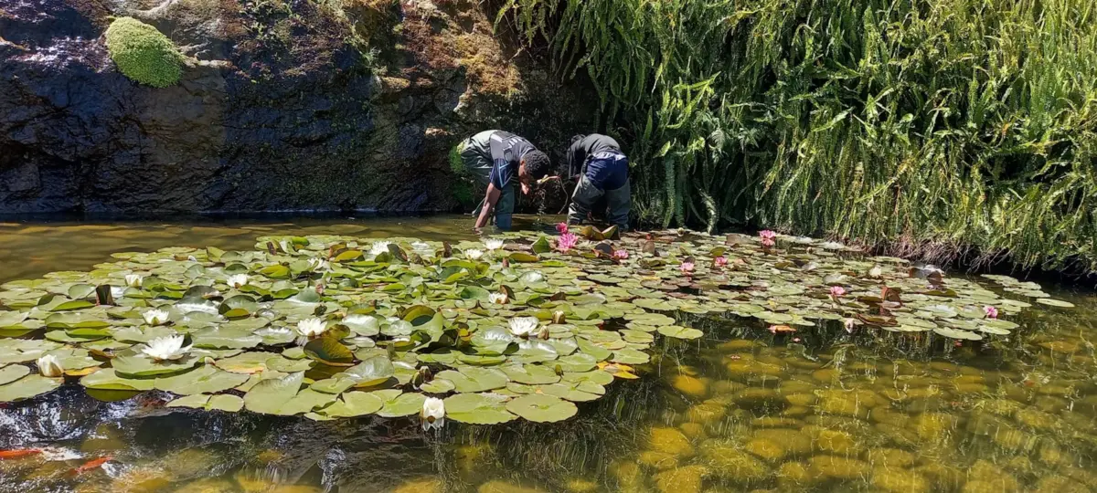 Em Melgaço, já foram retiradas mais de dez toneladas da planta invasora "Ludwigia peploides" das águas do rio Minho