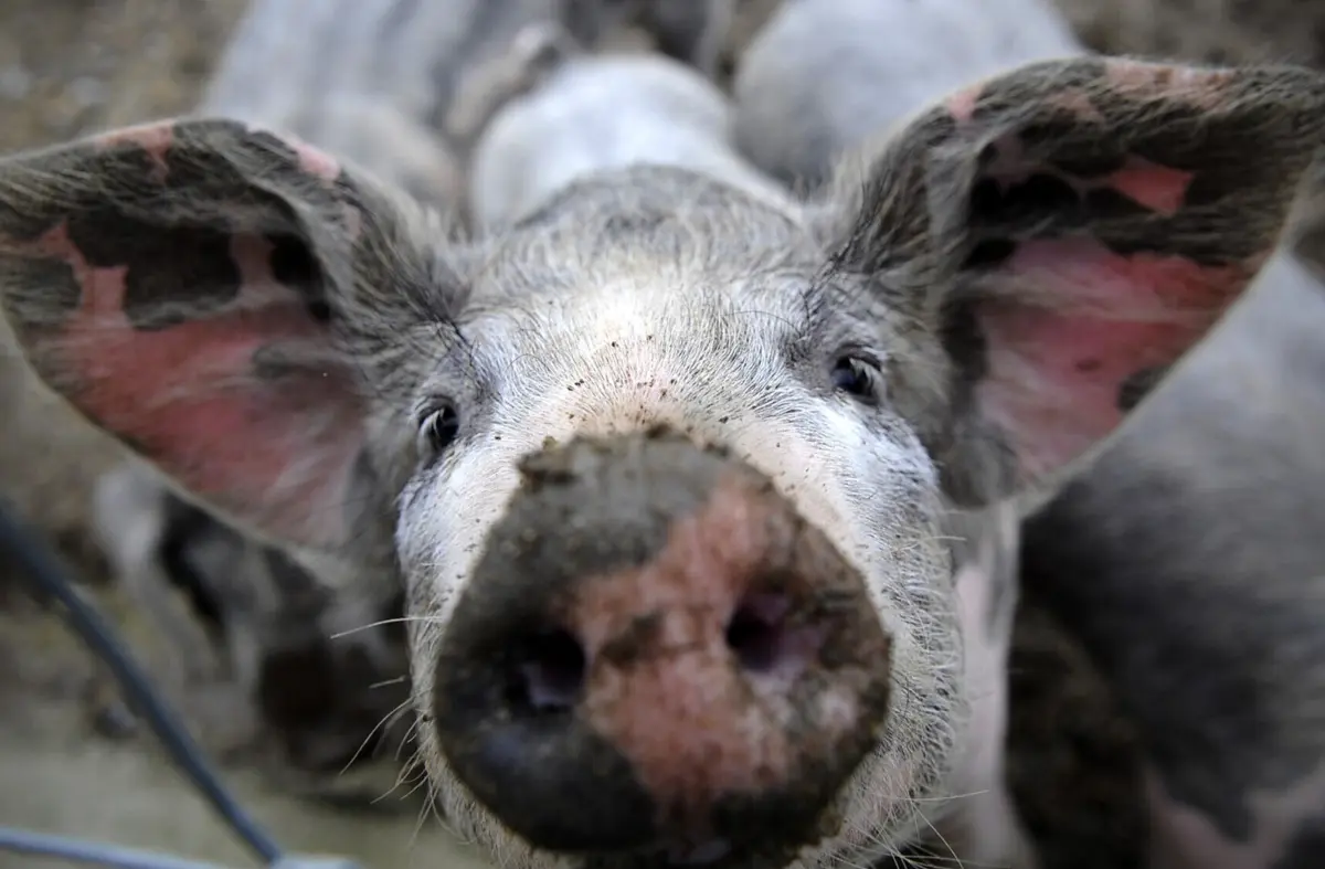 Caso não cumpram esta medida, os suinicultores ficam sujeitos a penalizações