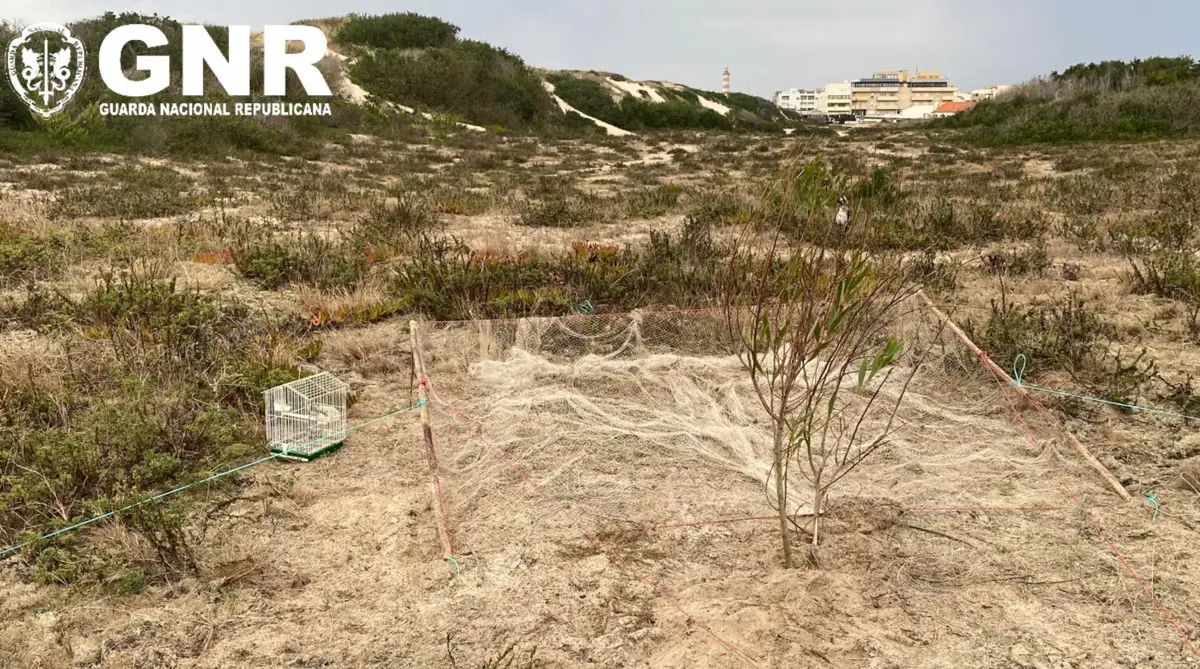 GNR deteve um homem e apreendeu uma rede e uma gaiola