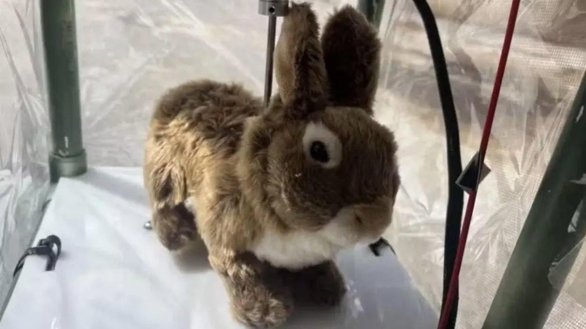 Imagem de contexto do artigo Cientistas usam coelhos de peluche para controlar pitões nos EUA