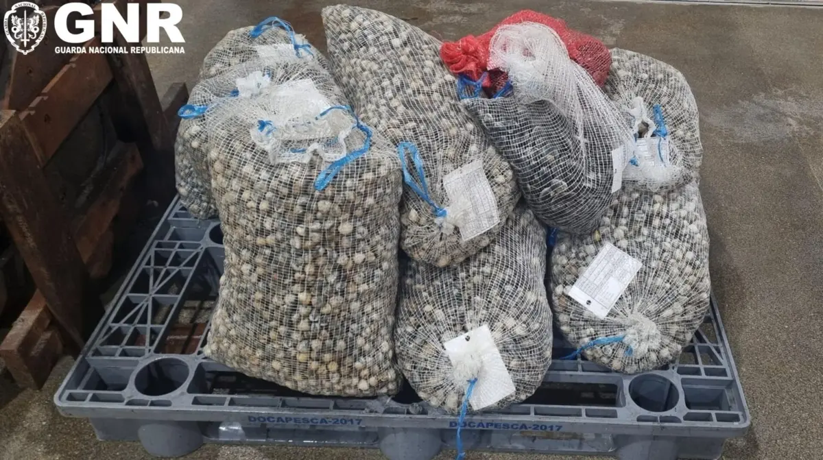 Imagem de contexto do artigo GNR apreendeu quase uma tonelada de pescado em Ílhavo