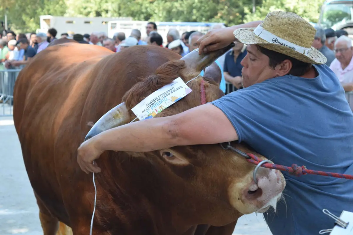 O mundo rural está todos os anos representado nas Festas Gualterianas através da Feira de Gado