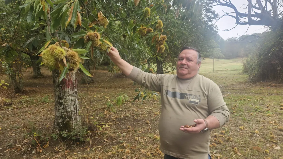 Manuel João está a vender a primeira castanha a um euro o quilo.