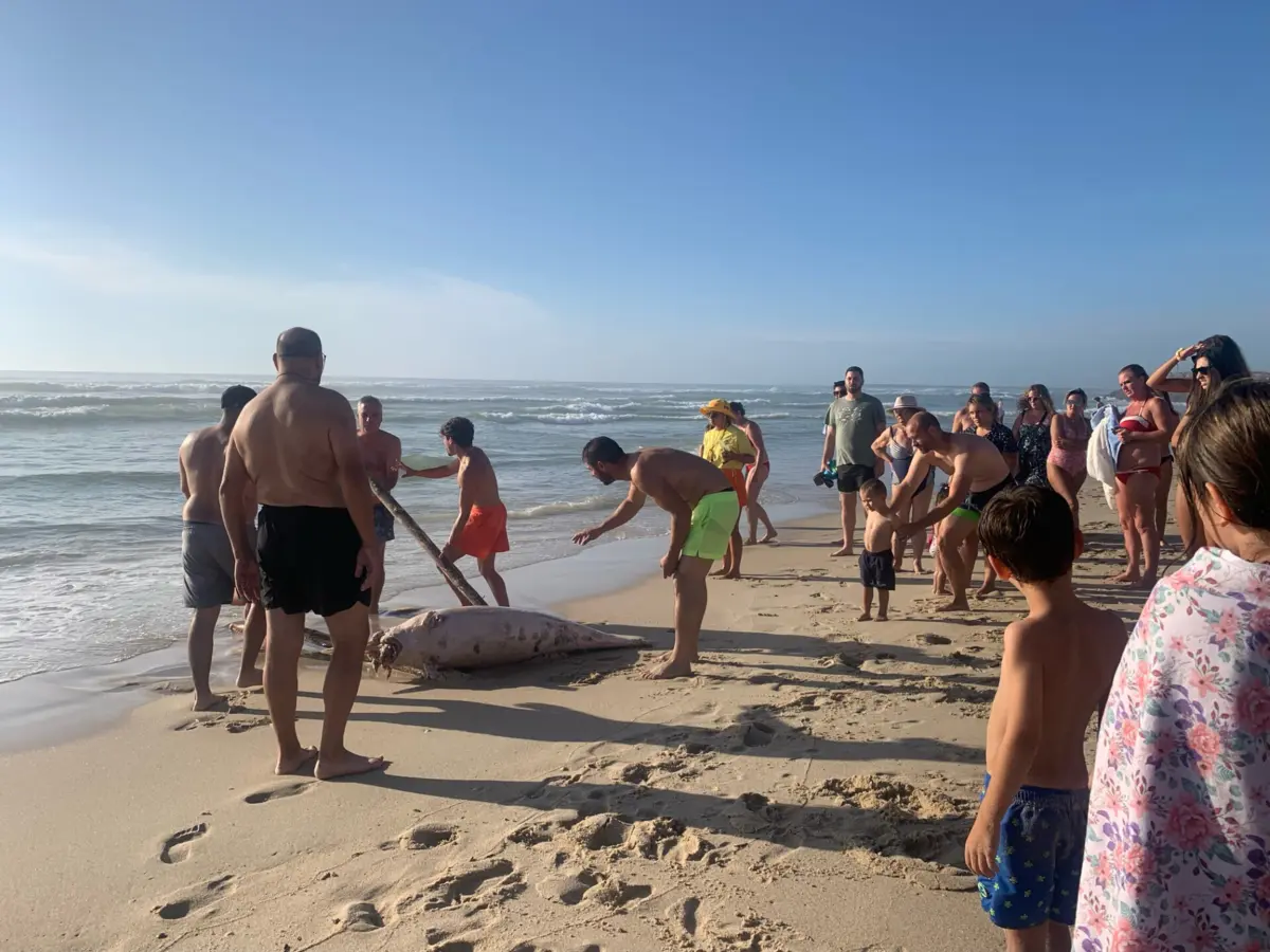 Imagem de contexto do artigo Golfinho morto dá à costa na praia da Costa Nova