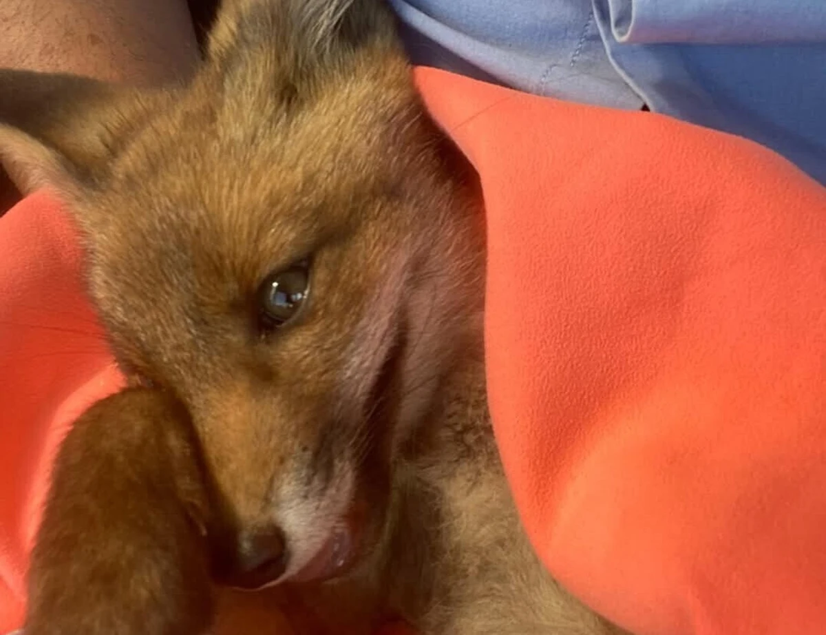 Mulher que encontrou a raposa relatou o sucedido numa publicação no Facebook