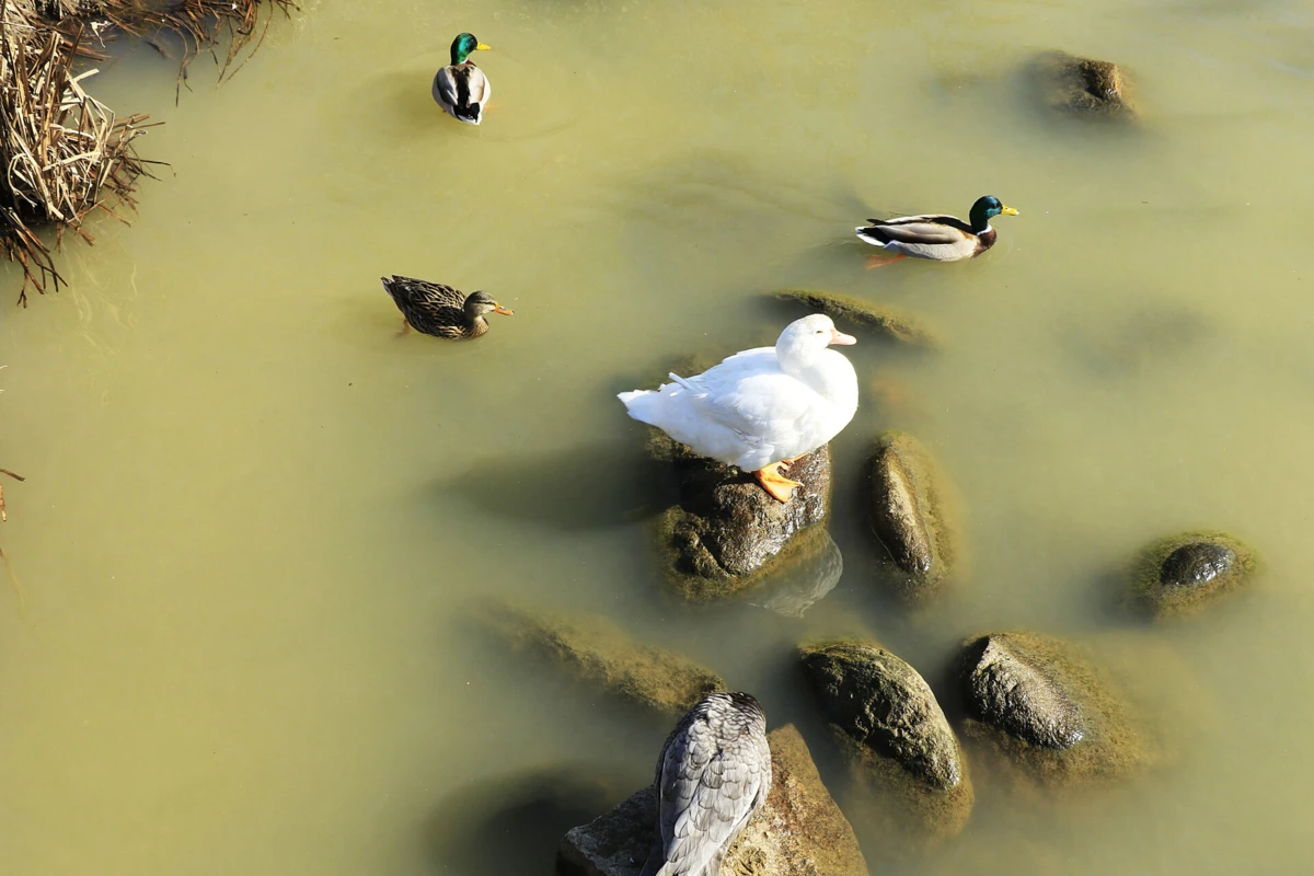 Organizações admitem ir até ao Tribunal Europeu dos Direitos Humanos" (TEDH)