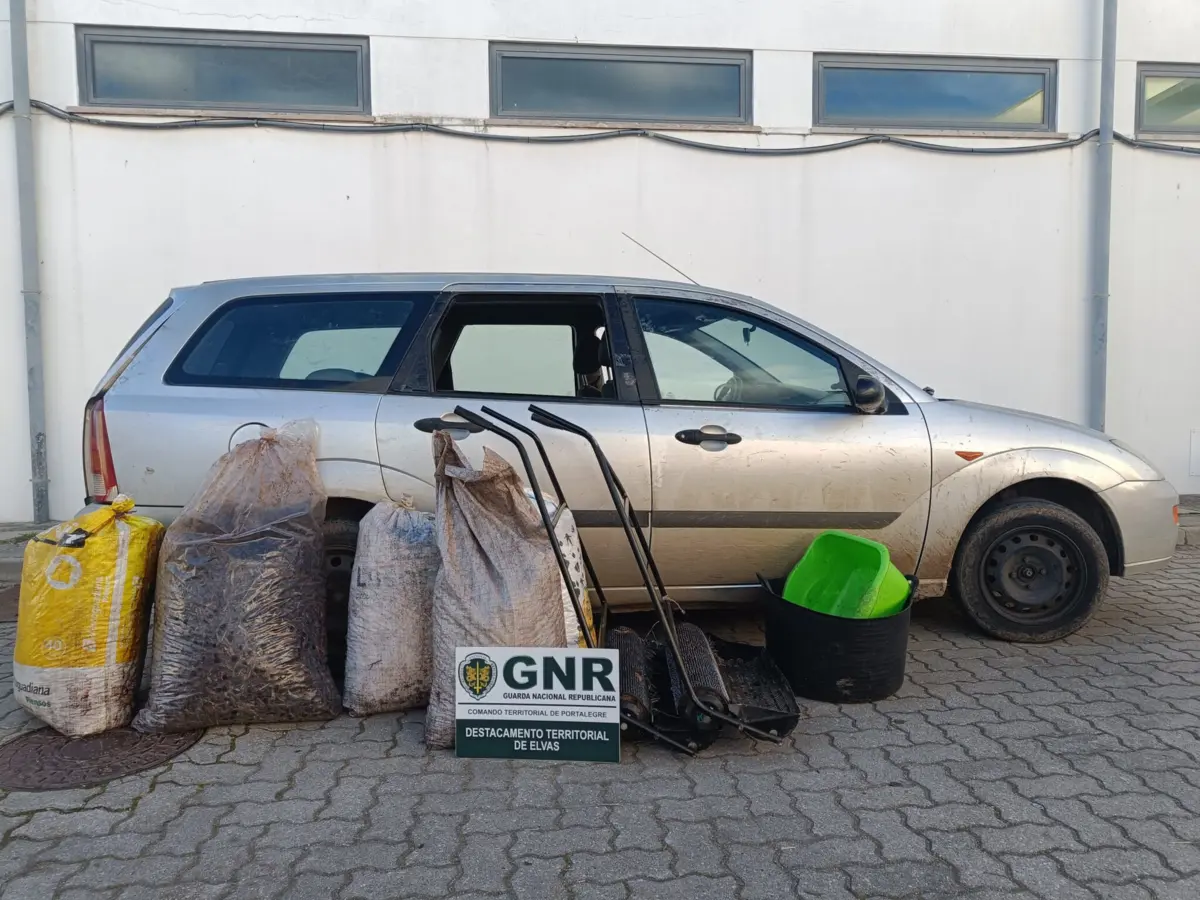 GNR deteve três pessoas e apreendeu 200 quilos de azeitonas que haviam sido furtados