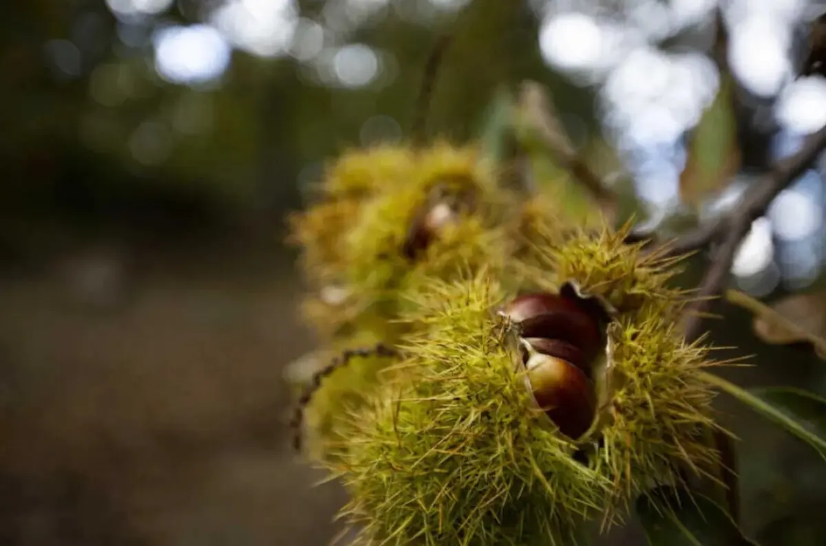 Imagem de contexto do artigo Vinhais exige medidas para tratar fungo que destruiu produção de castanha