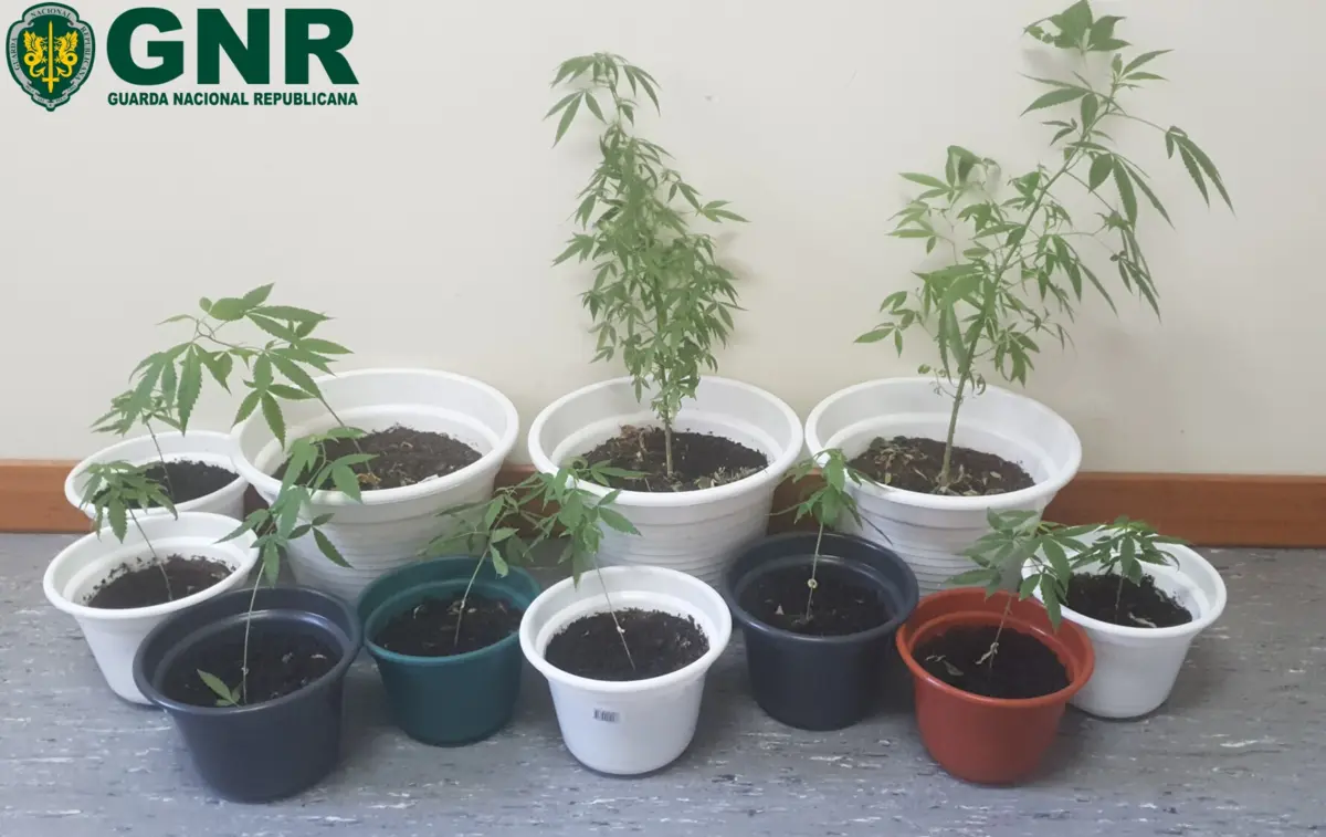 Suspeito tinha 11 plantas de canábis em casa