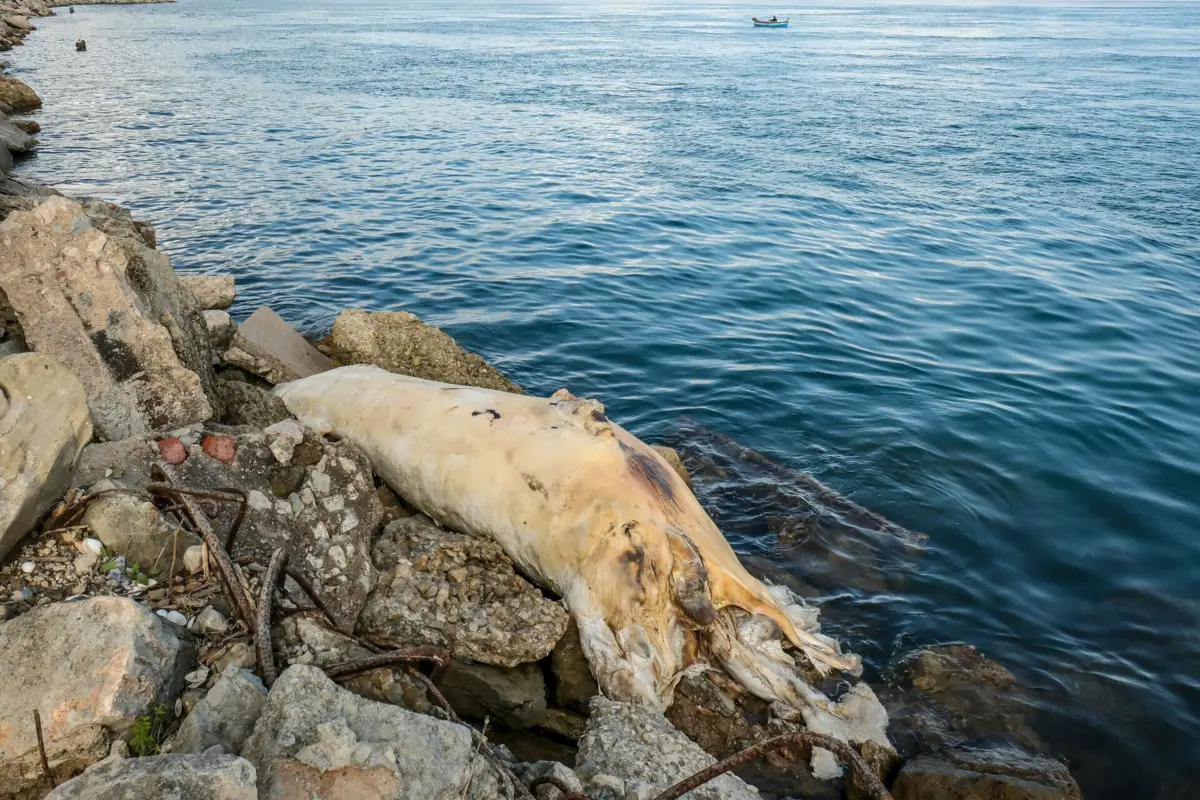 O corpo da baleia está "em elevado estado de decomposição"