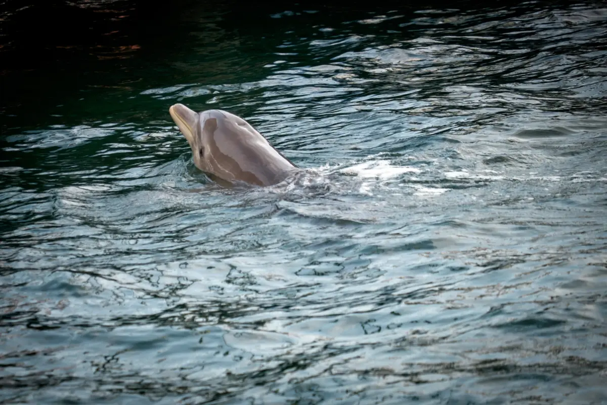 Apenas 10 destes golfinhos estão vivos