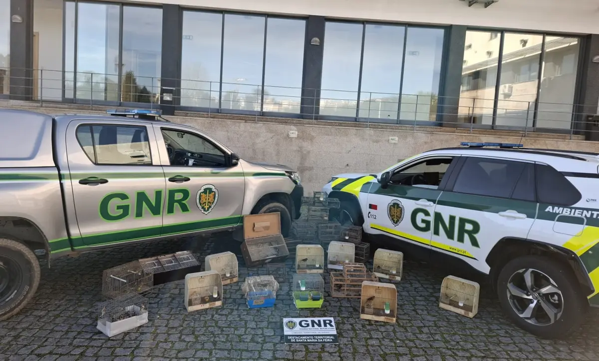 As aves apreendidas foram entregues no Parque Biológico de Vila Nova de Gaia