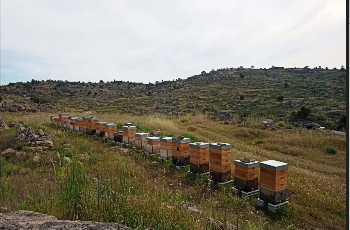 Apiário de Emanuel Morgado que foi furtado
