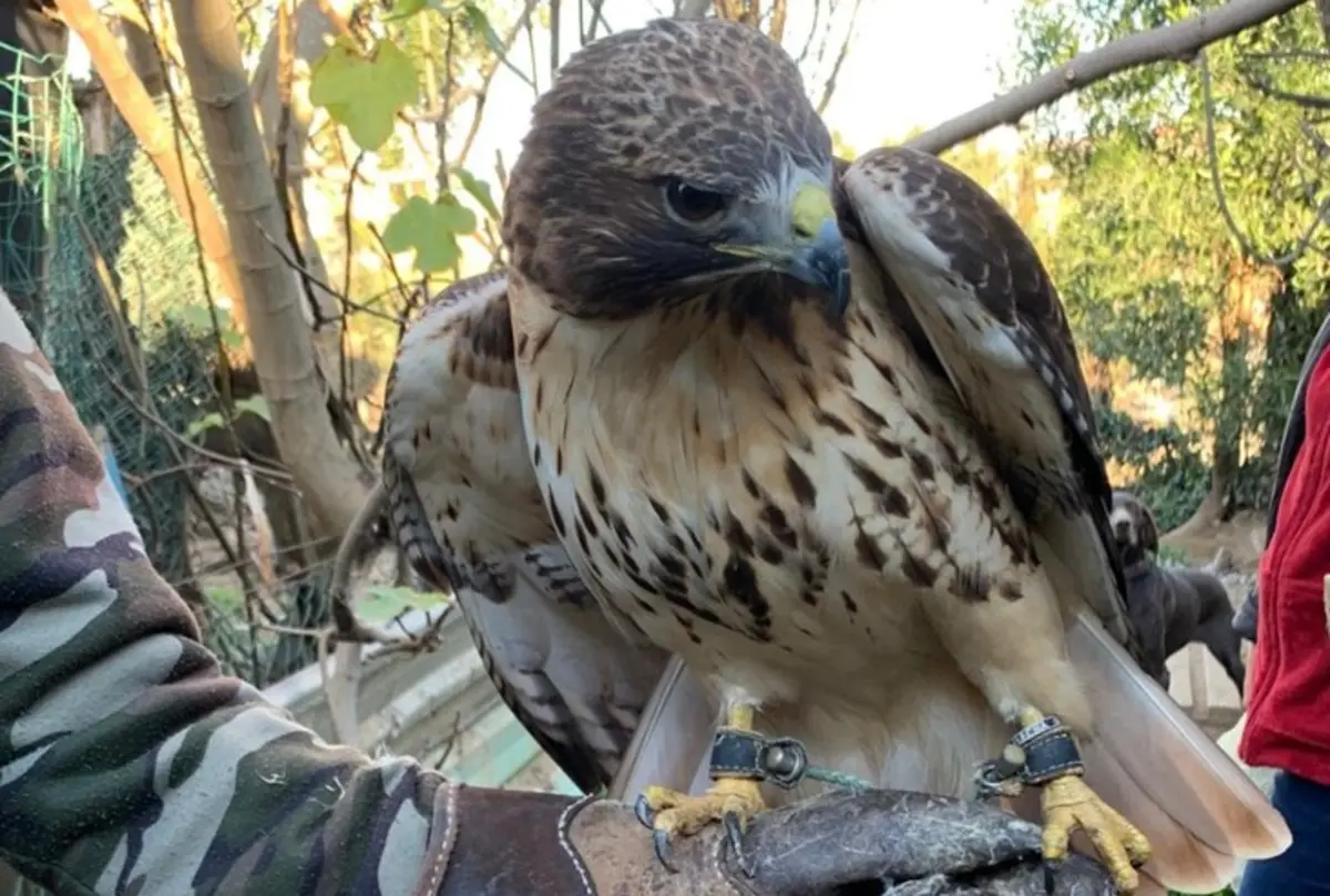 Aves foram apreendidas pela Guarda