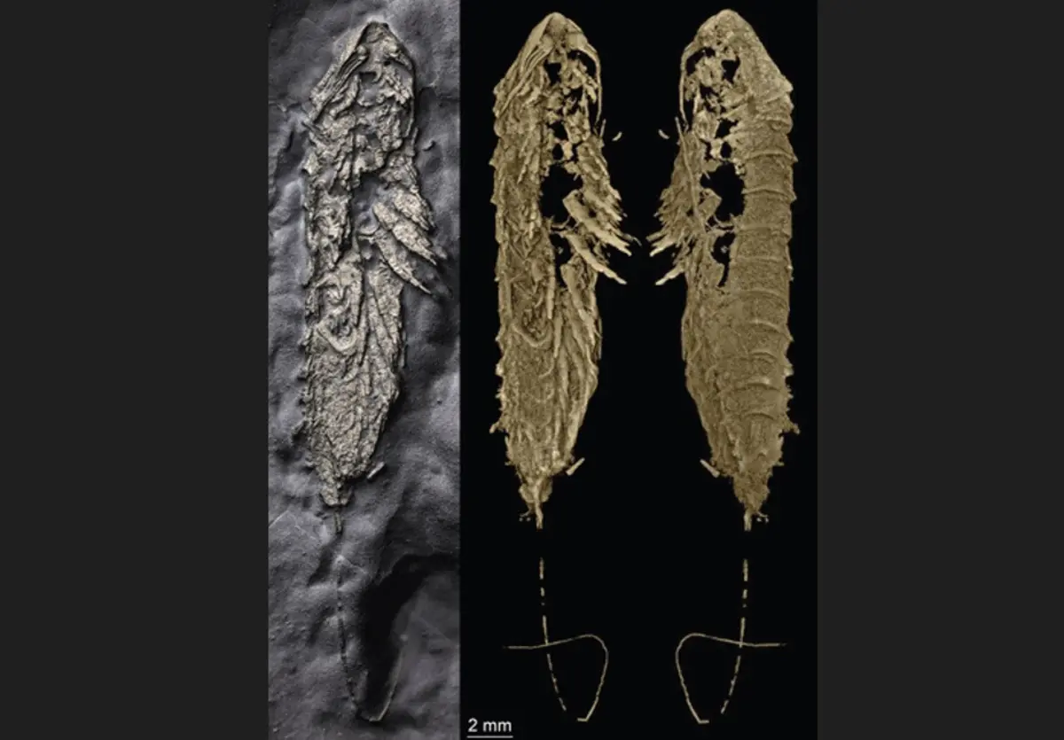 O fóssil foi encontrado num local no Estado de Nova Iorque conhecido como "Beecher Trilobite Bed"