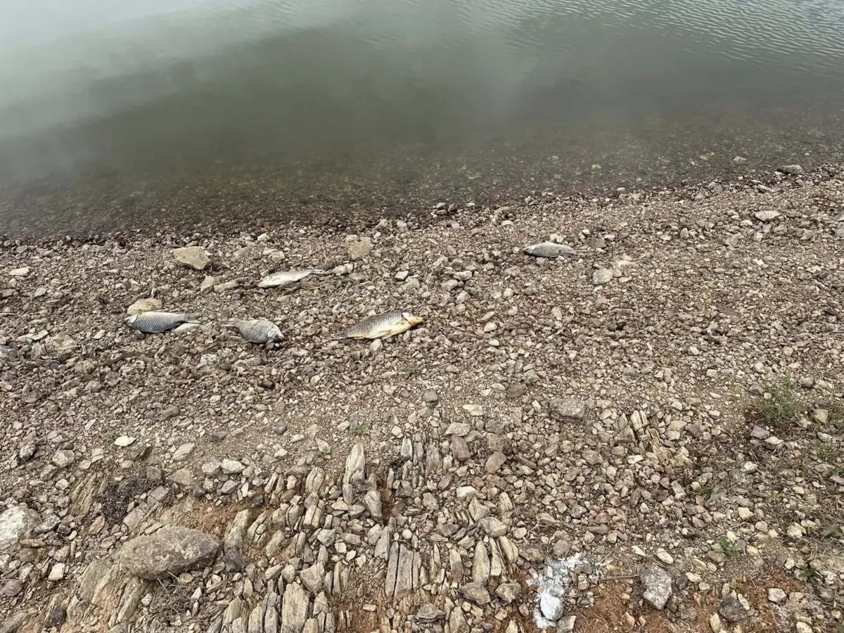 Associação contabilizou "à volta de 200 peixes mortos"