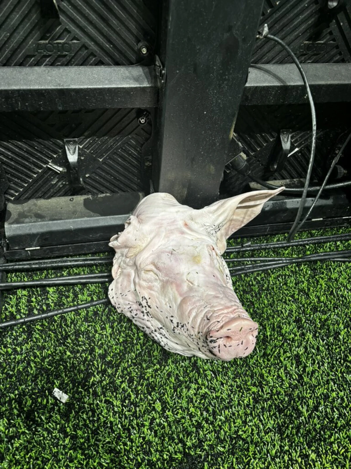 Imagem de contexto do artigo Atirou uma cabeça de porco para o relvado e foi condenado a prisão