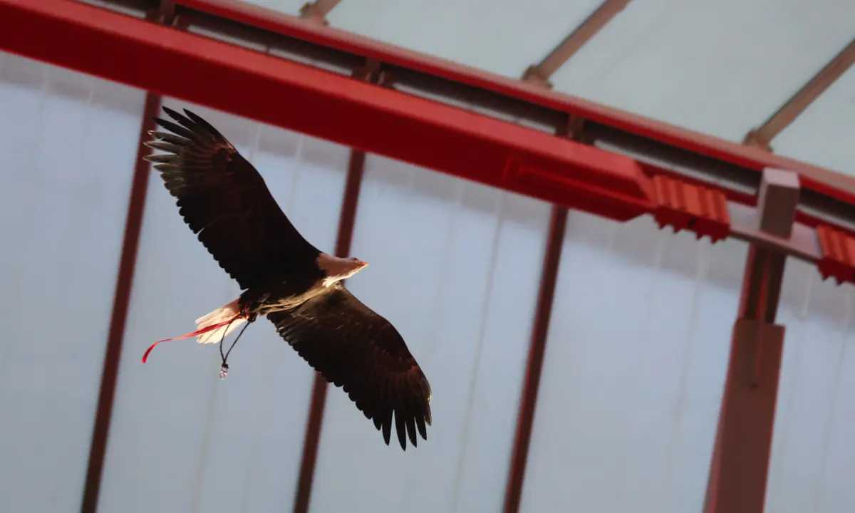 Imagem de contexto do artigo Benfica junta-se a iniciativa das Nações Unidas