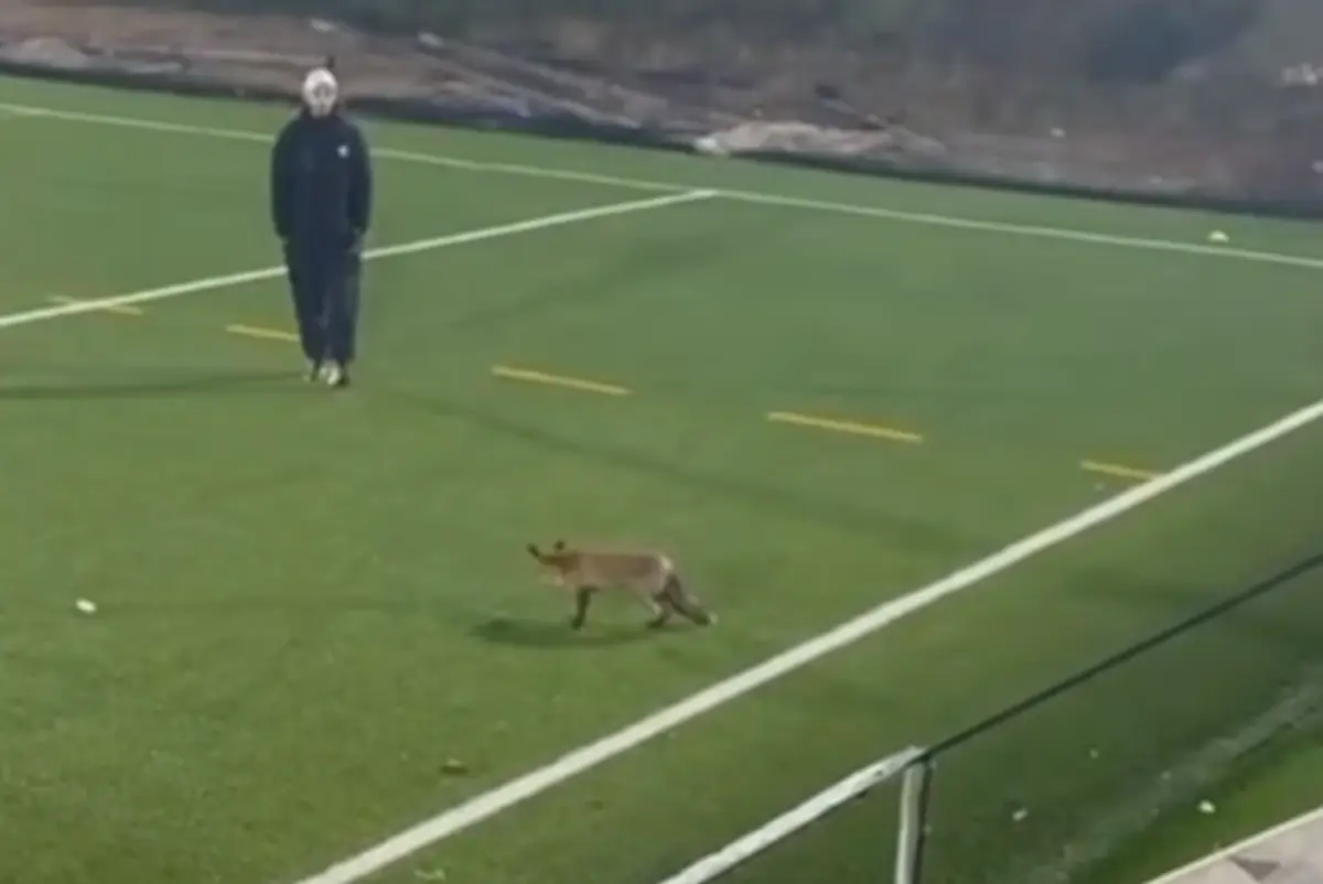 Imagem de contexto do artigo Raposa foi surpresa num treino da formação do Santa Maria