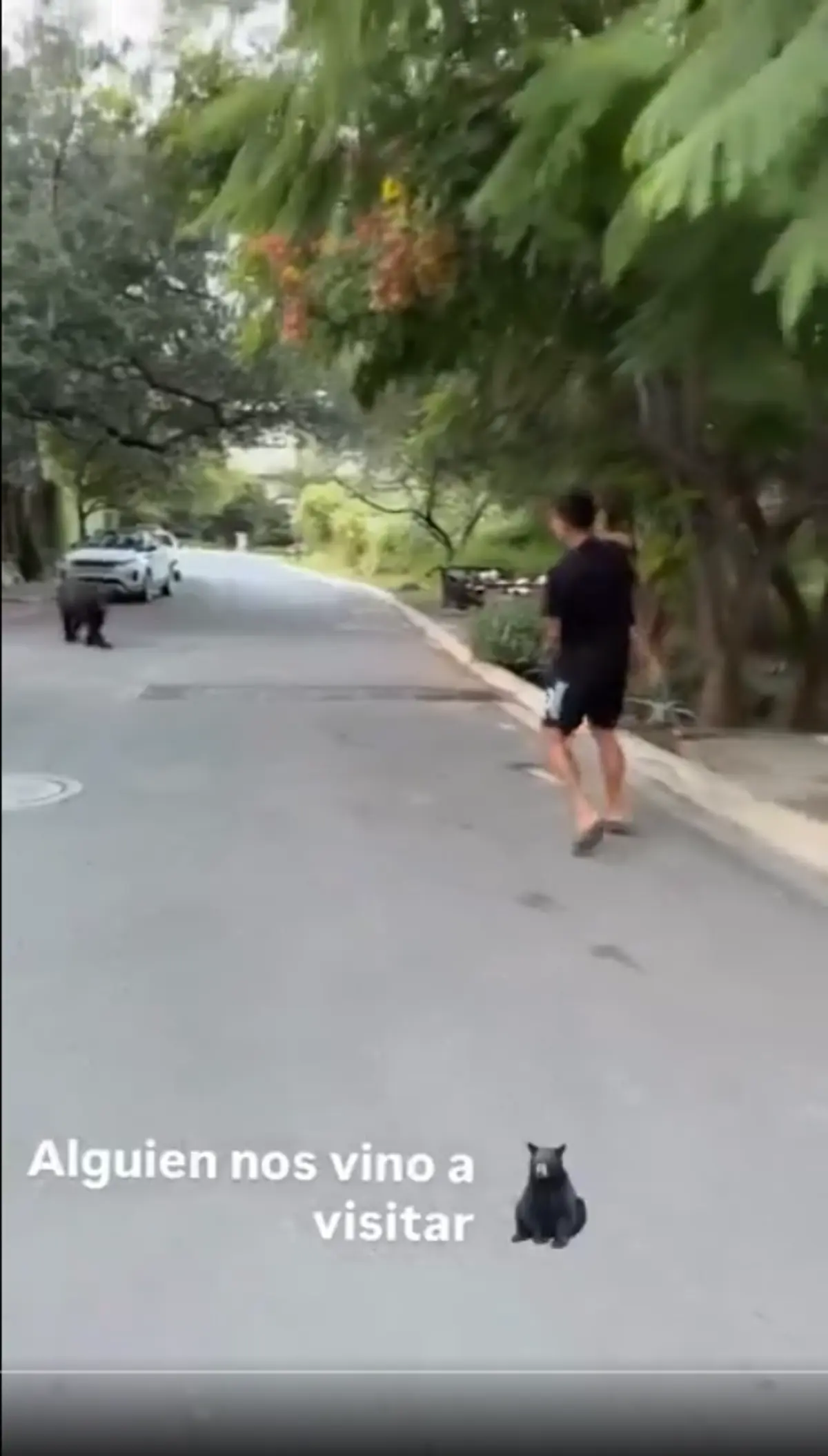 Ángel Correa encontrou um urso quando passeava com a família