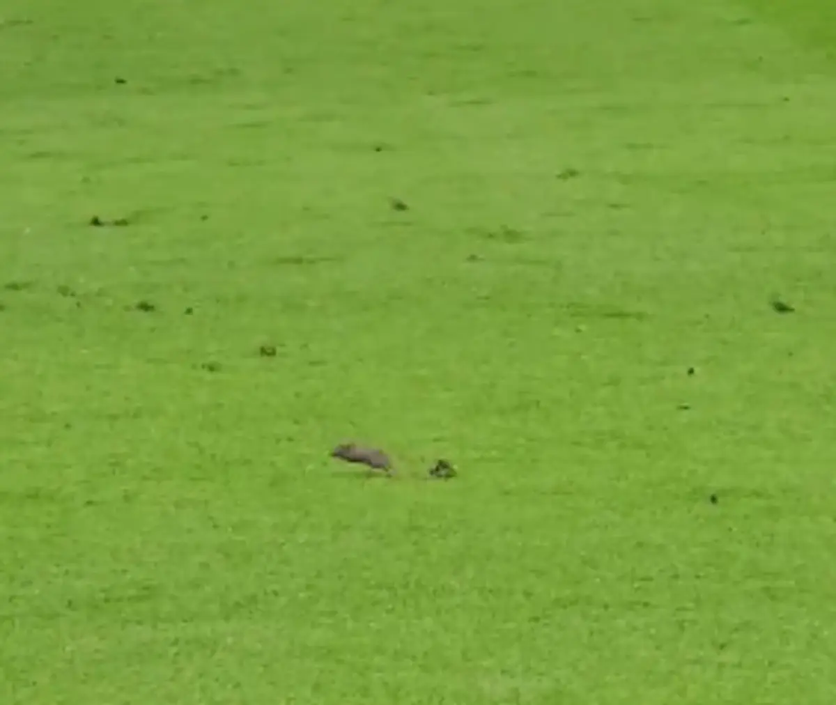 Imagem de contexto do artigo Insólito: rato entrou no relvado durante o Manchester United-Southampton. Veja as imagens