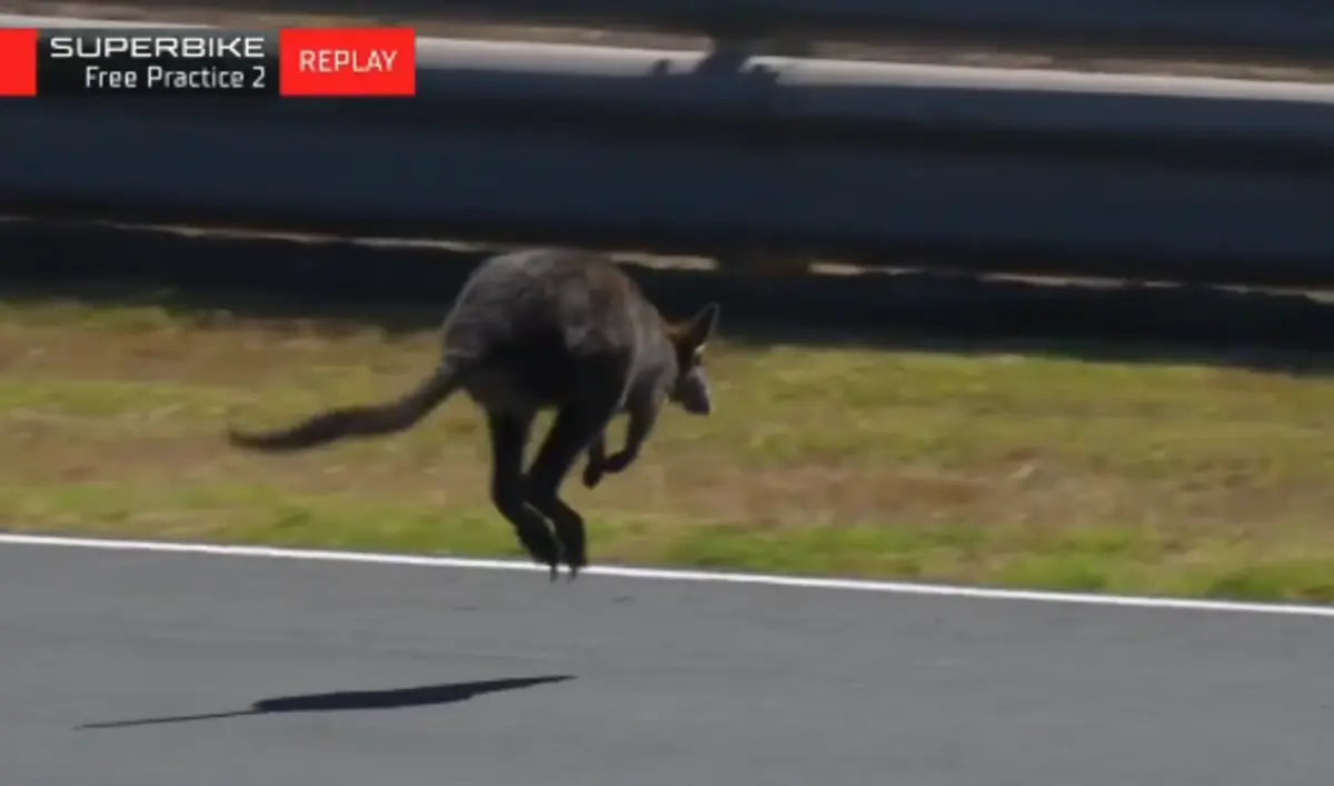 Canguru interrompeu sessão