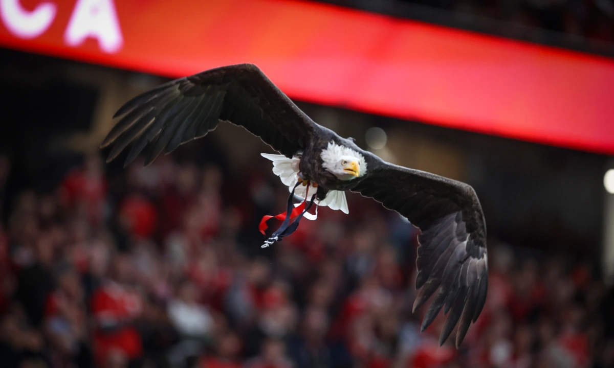Imagem de contexto do artigo Benfica: debate entre Rui Costa e Noronha Lopes no dia 6 de novembro