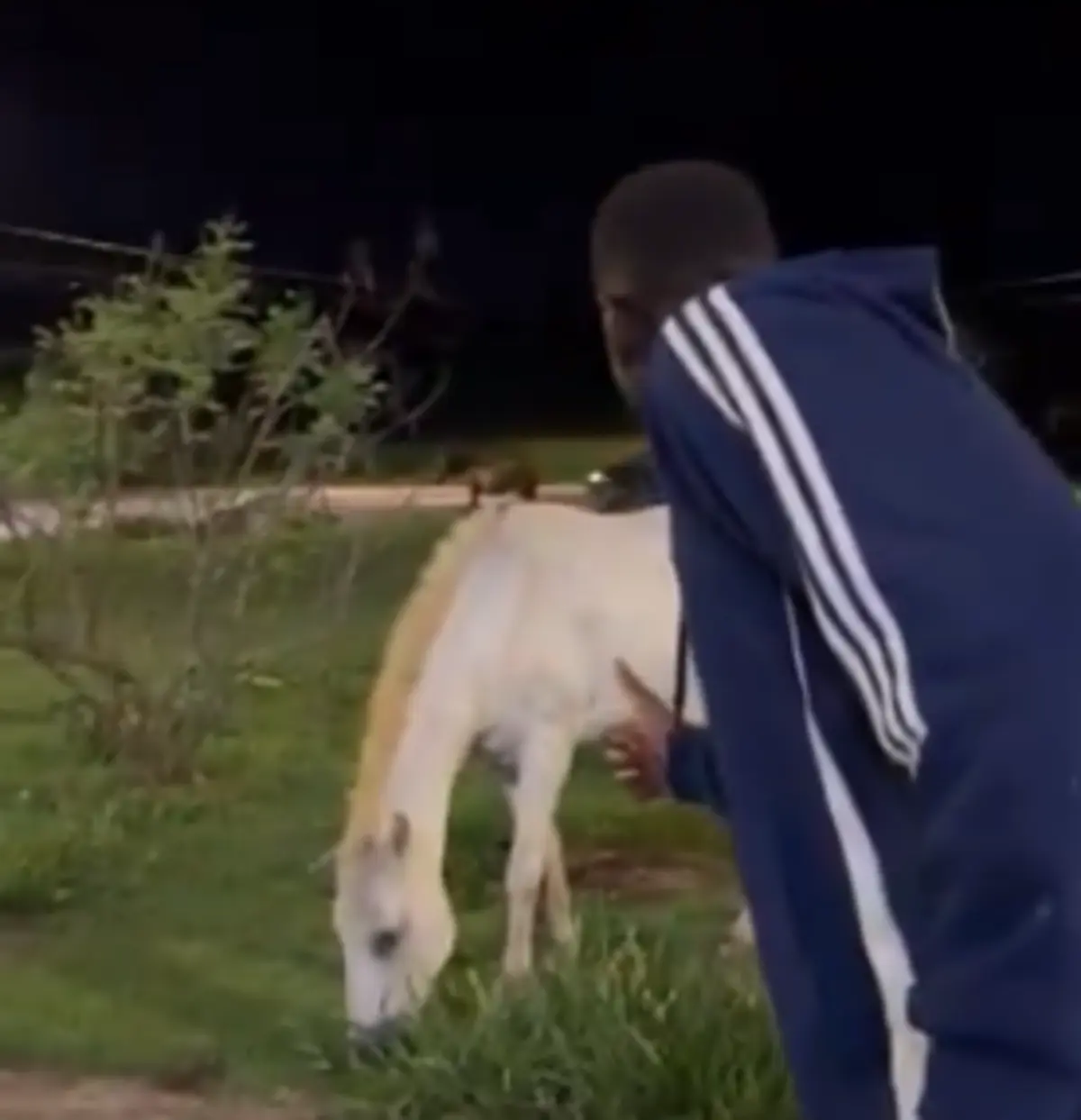 Imagem de contexto do artigo Já imaginou Bolasie, ex-Sporting, a falar com um cavalo? Ora veja