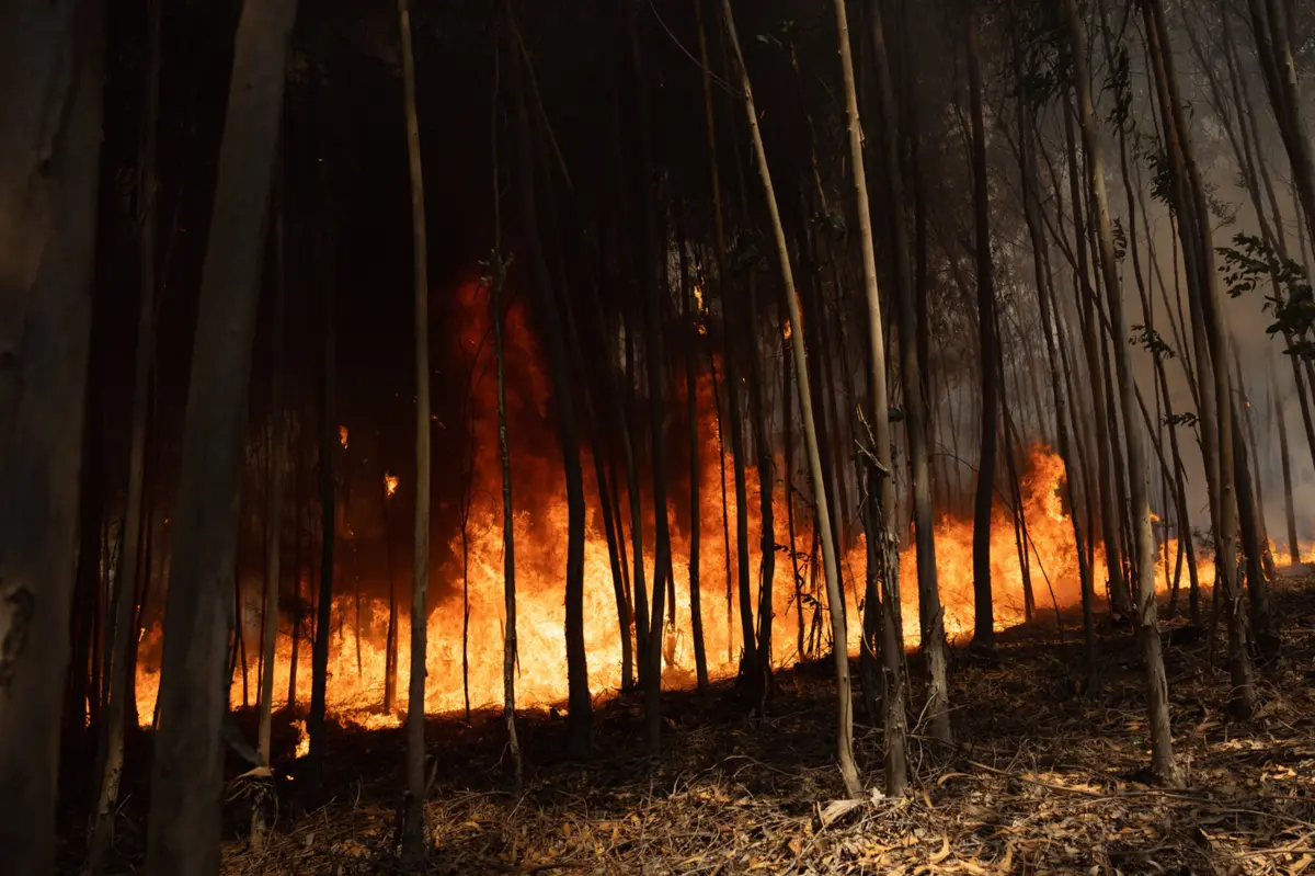 Créditos: Pedro Correia