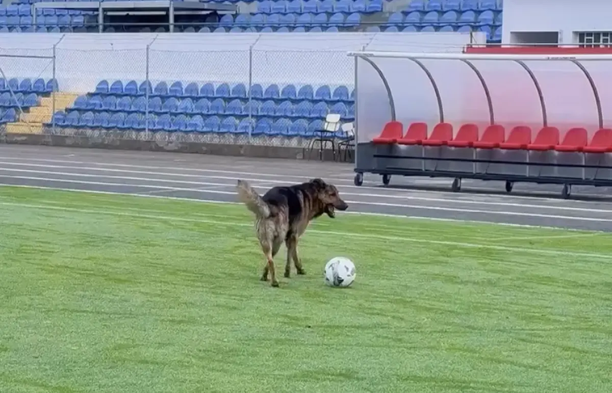 Imagem de contexto do artigo Clube da Liga 3 "reforça-se" com pastor alemão