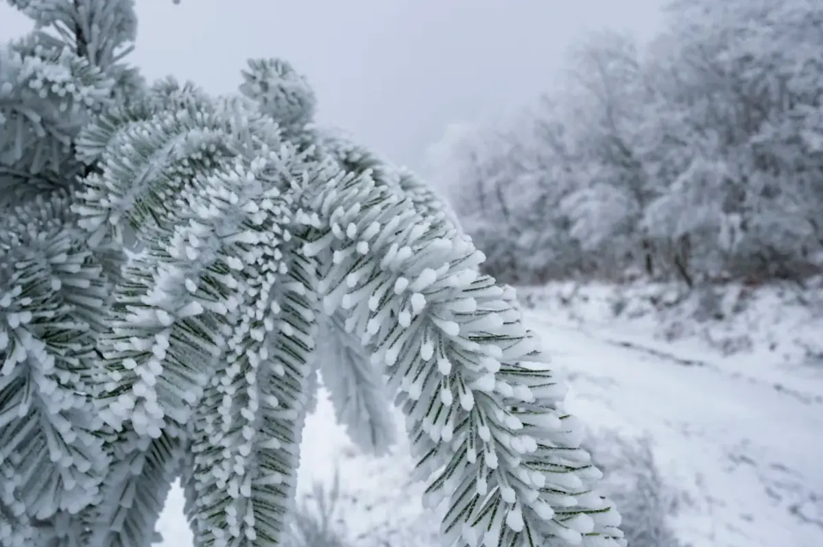 Créditos: Nuno Pinto Fernandes)