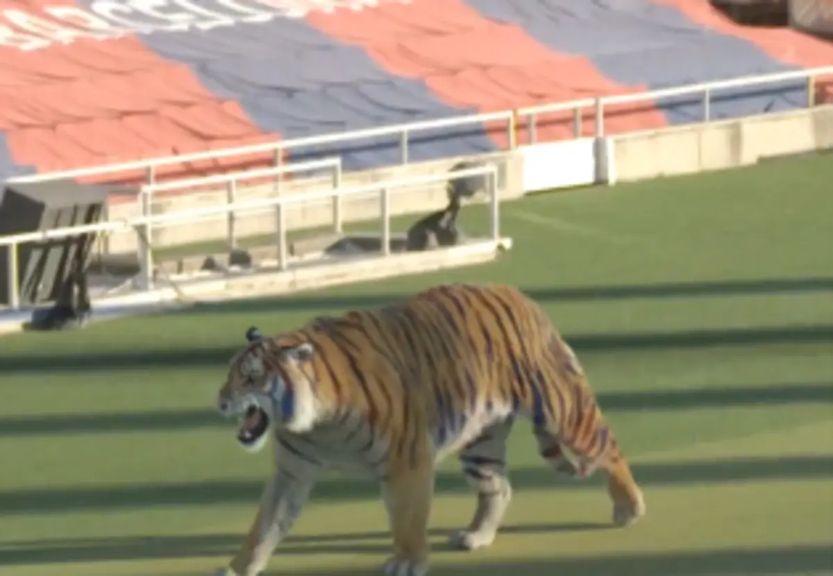Imagem de contexto do artigo Inteligência artificial ou realidade? Um tigre a passear no estádio do Barcelona...