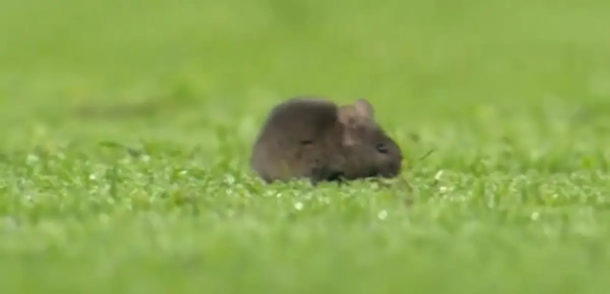 Imagem de contexto do artigo Rato invadiu o relvado no intervalo do Manchester City-Sheffield United