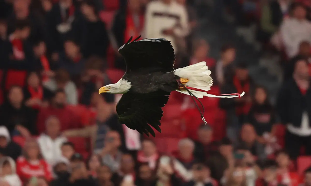 Imagem de contexto do artigo Cinco sócios do Benfica foram suspensos devido a comportamentos racistas
