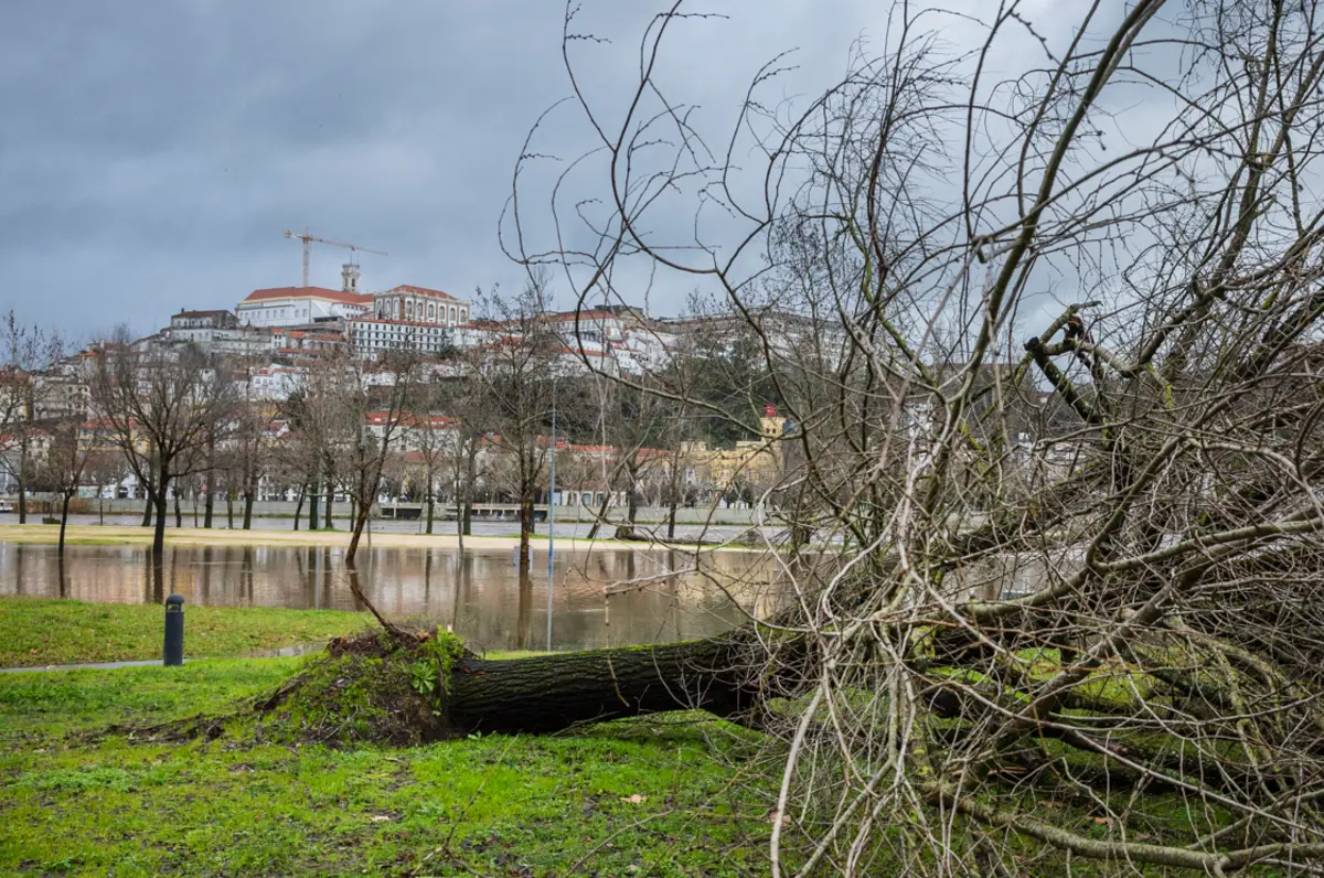 Uma árvore caída na sequência da depressão Kristin
