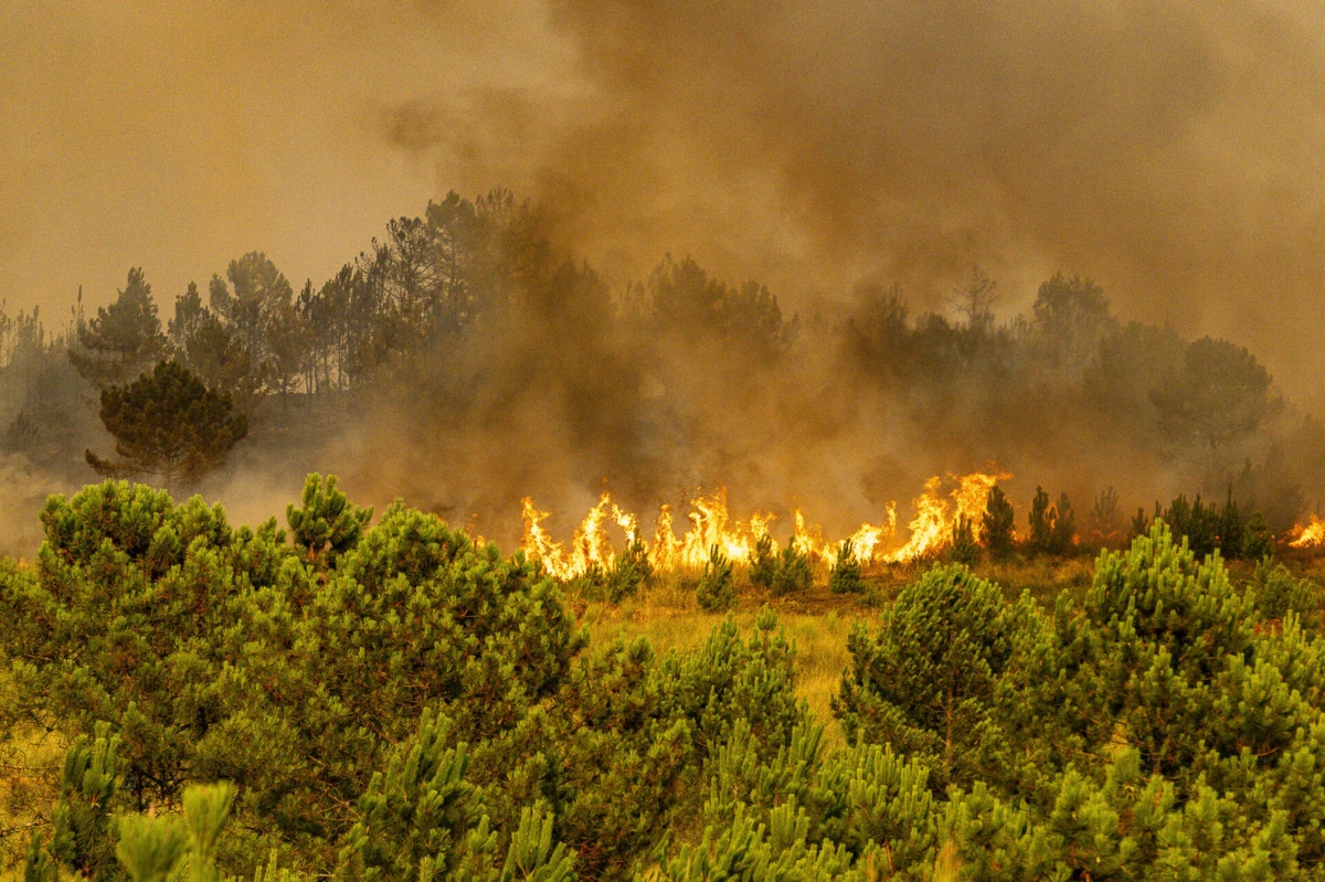 Créditos: Rui Manuel Fonseca