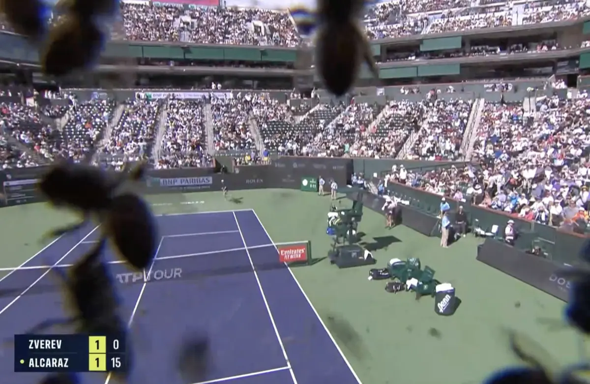 Imagem de contexto do artigo Insólito: jogo Alcaraz-Zverev suspenso por ataque de abelhas. Veja as imagens