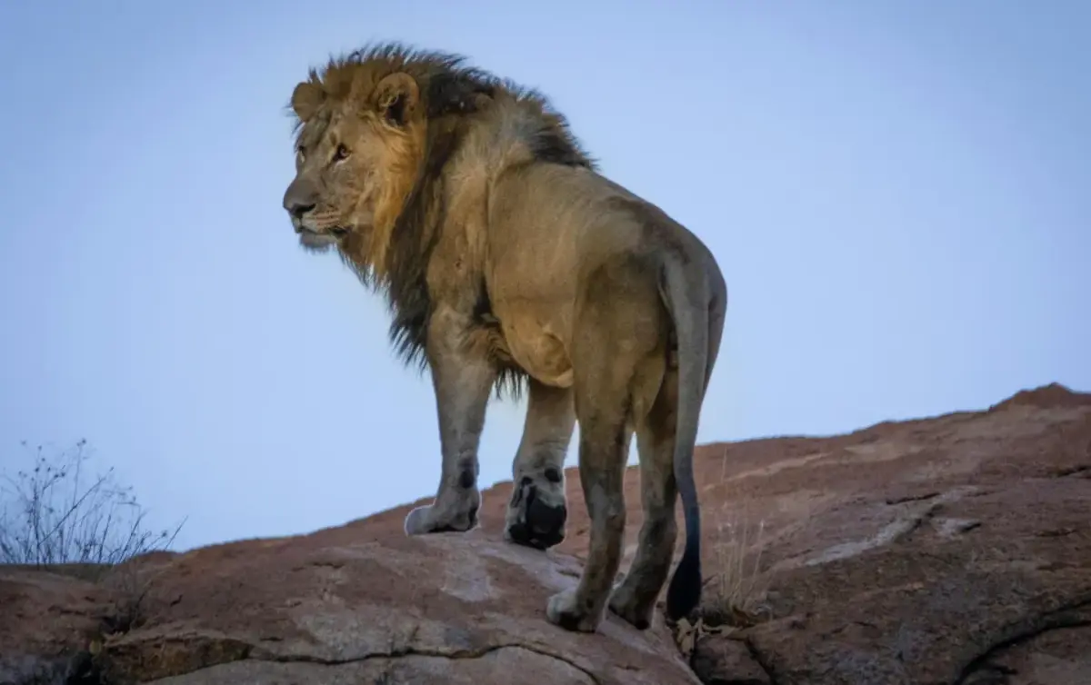 Créditos: Magda Ehlers/Pexels