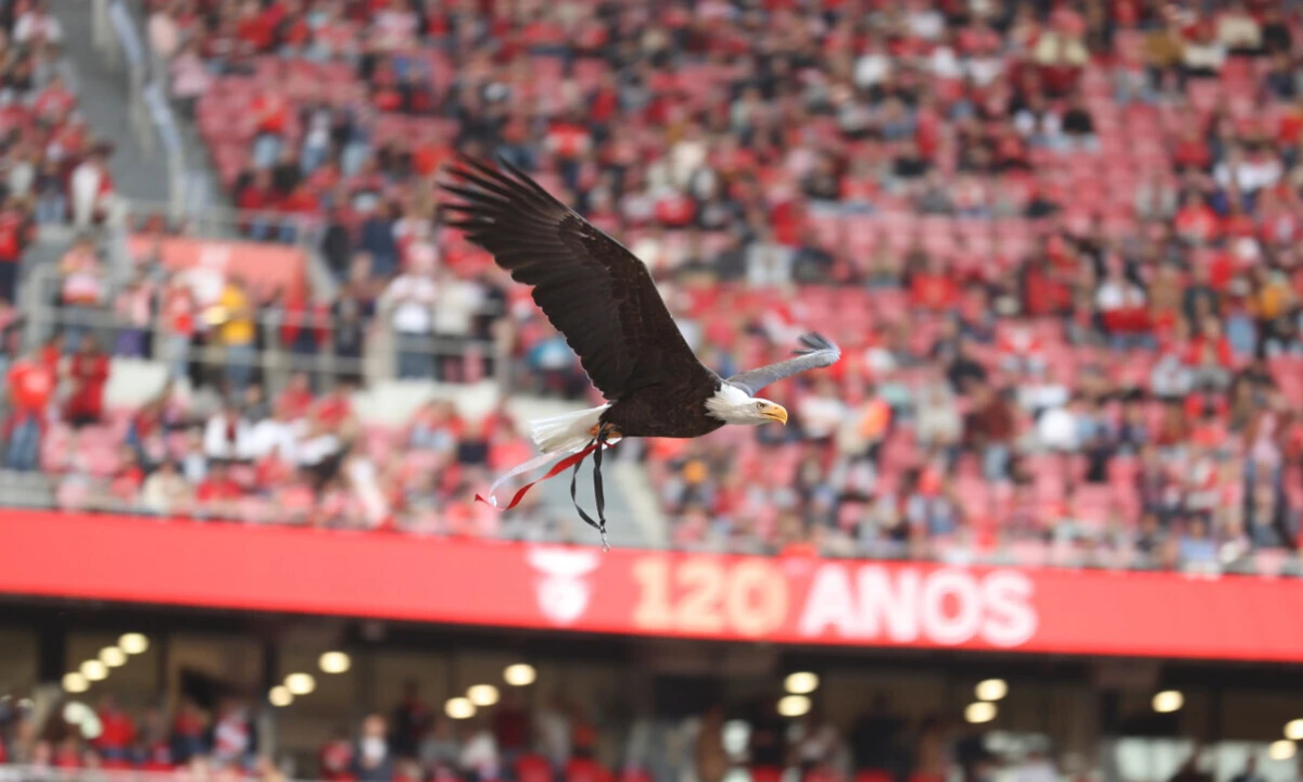 Imagem de contexto do artigo MAG do Benfica faz esclarecimento sobre a votação nas eleições