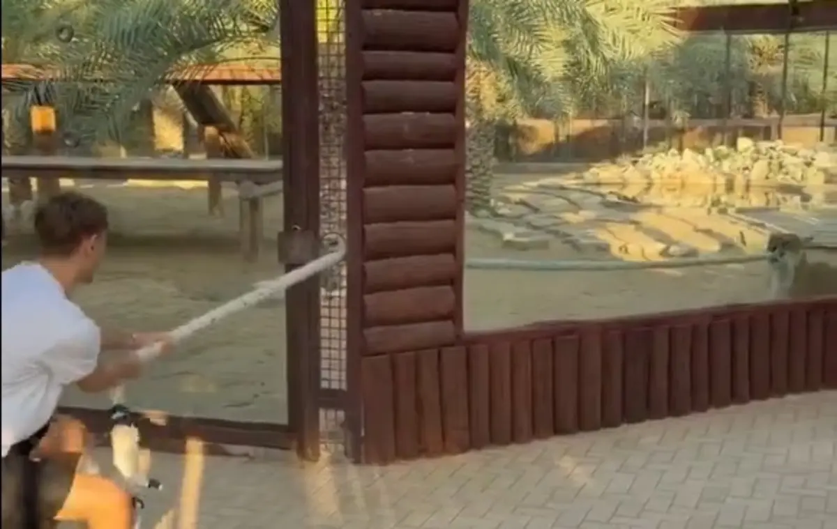 Imagem de contexto do artigo Defesa do Real Madrid testa força com tigre e o vencedor não deixou dúvidas