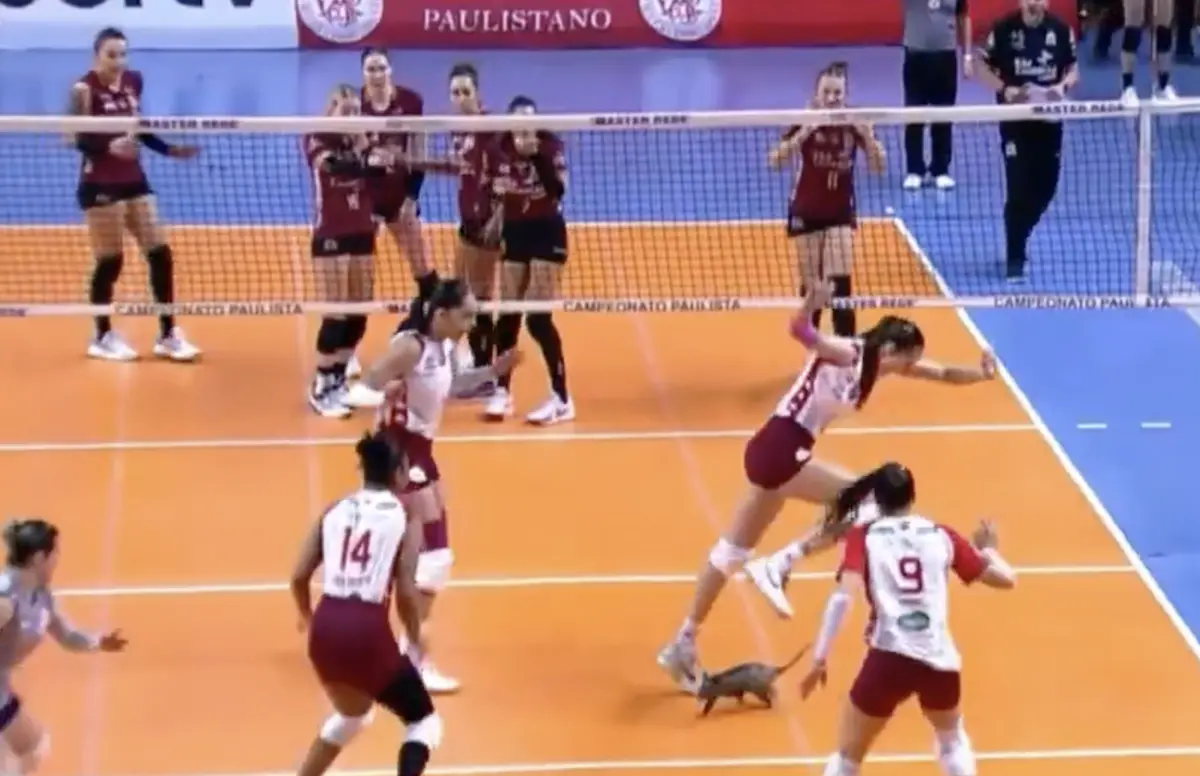 Imagem de contexto do artigo Gambá invadiu o campo em pleno jogo de voleibol. Assista ao momento